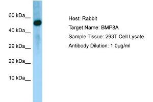 Western Blotting (WB) image for anti-Bone Morphogenetic Protein 8A (BMP8A) (N-Term) antibody (ABIN2790142) (BMP8A Antikörper  (N-Term))
