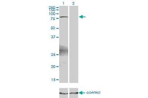 Western blot analysis of ZBTB33 over-expressed 293 cell line, cotransfected with ZBTB33 Validated Chimera RNAi (Lane 2) or non-transfected control (Lane 1).
