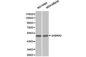Western Blotting (WB) image for anti-gamma-aminobutyric Acid (GABA) A Receptor, alpha 2 (GABRA2) antibody (ABIN1872758) (GABRA2 Antikörper)