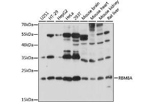 Western blot analysis of extracts of various cell lines, using RBM8A antibody (ABIN6290867) at 1:1000 dilution. (RBM8A Antikörper)