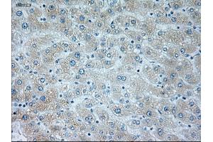 Immunohistochemical staining of paraffin-embedded liver tissue using anti-NEUROG1mouse monoclonal antibody. (Neurogenin 1 Antikörper)