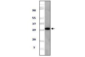 Western blot analysis using TUG mouse mAb against NIH/3T3 cell lysate. (ASPSCR1 Antikörper)