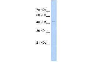 WB Suggested Anti-FAM174B Antibody Titration:  2.
