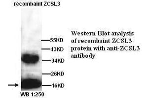 Image no. 1 for anti-DnaJ (Hsp40) Homolog, Subfamily C, Member 24 (DNAJC24) (Internal Region) antibody (ABIN790925) (DNAJC24 Antikörper  (Internal Region))