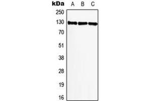 Western blot analysis of BIKE expression in A549 (A), NIH3T3 (B), PC12 (C) whole cell lysates. (BMP2K Antikörper  (Center))