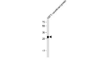 Anti-GDF11 Antibody at 1:2000 dilution + GDF11 recombinant protein Lysates/proteins at 20 ng per lane. (GDF11 Antikörper)