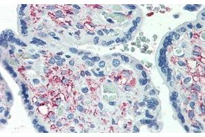 Detection of GDF11 in Human Placenta Tissue using Polyclonal Antibody to Growth Differentiation Factor 11 (GDF11) (GDF11 Antikörper  (AA 299-407))