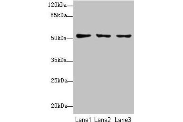 SLC46A2 Antikörper  (AA 45-78)