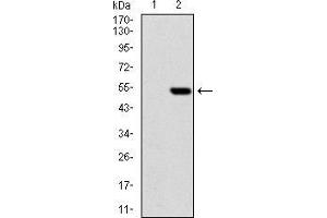 Western Blotting (WB) image for anti-Polyhomeotic-Like 1 (PHC1) (AA 758-1004) antibody (ABIN1724838)