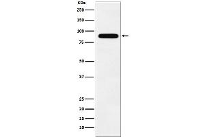 Western blot analysis of Tbx3 expression in MCF7 cell lysate.