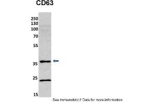 Sample Type: mouse fibroblast lusate (20ug)Primary Dilution: 1:800 (2% milk)Secondary Dilution: 1:2000 (5% milk)Image Submitted By: Anonymous researcher . (CD63 Antikörper  (C-Term))