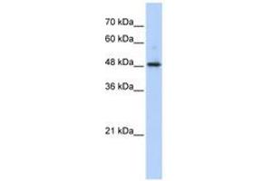 Image no. 1 for anti-Abhydrolase Domain Containing 2 (ABHD2) (AA 351-400) antibody (ABIN6740524) (ABHD2 Antikörper  (AA 351-400))