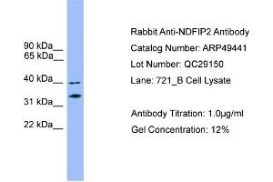 WB Suggested Anti-NDFIP2  Antibody Titration: 0.