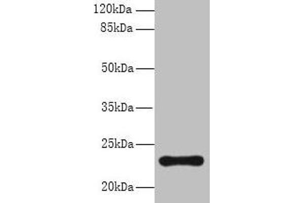 AP3S2 antibody  (AA 1-193)