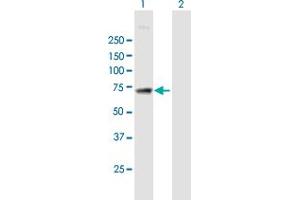 Western Blot analysis of MAN1A2 expression in transfected 293T cell line by MAN1A2 MaxPab polyclonal antibody. (MAN1A2 Antikörper  (AA 1-641))