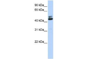 WB Suggested Anti-A2BP1 Antibody Titration: 0. (A2BP1 Antikörper  (Middle Region))