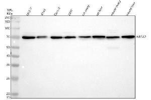 Western blot analysis of NR5A2 using anti-NR5A2 antibody (ABIN7605751).