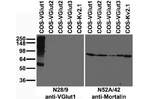 Immunoblot against extracts of COS cells transfected with untagged VGlut or Kv2.