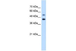 WB Suggested Anti-GTPBP2 Antibody Titration:  1.