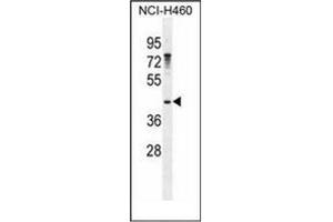 Western blot analysis of GAS1 Antibody (N-term) in NCI-H460 cell line lysates (35ug/lane).