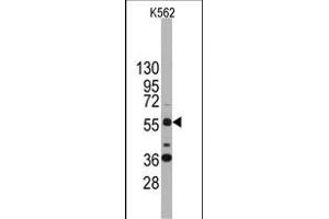 Western blot analysis of anti-SOX9 Antibody (N-term) (ABIN388162 and ABIN2846958) in K562 cell line lysates (35 μg/lane). (SOX9 Antikörper  (N-Term))