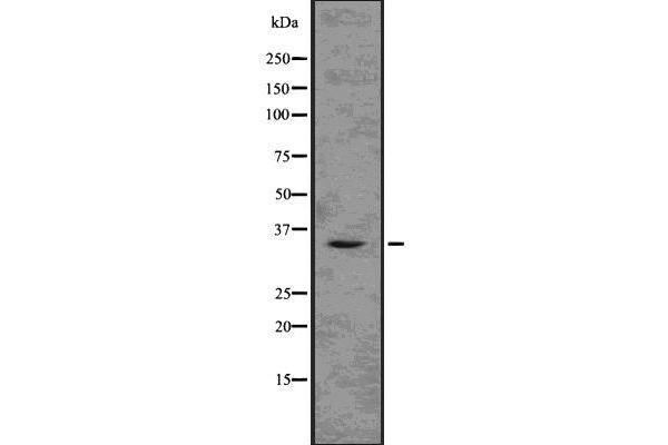 TMX2 Antikörper  (N-Term)