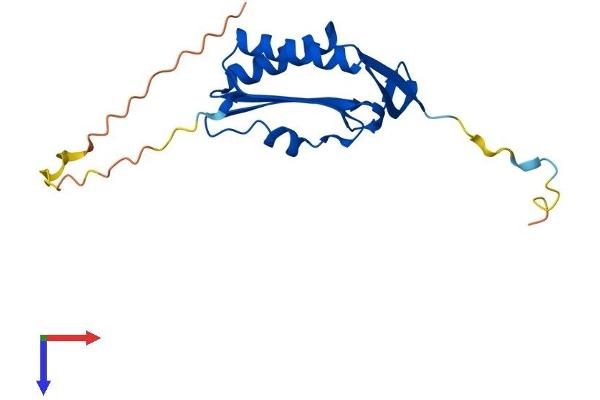 MOCS2 Protein (AA 1-188) (His tag)