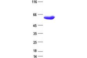 Validation with Western Blot (BAIAP2 Protein (DYKDDDDK Tag))