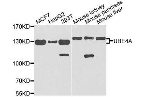 Western blot analysis of extracts of various cell lines, using UBE4A antibody. (UBE4A Antikörper  (AA 797-1066))