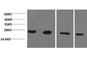 Western Blot analysis of 1) Jurkat, 2)293T, 3)Rat liver, 4)3T3 using PPIB Monoclonal Antibody at dilution of 1:2000. (PPIB Antikörper)