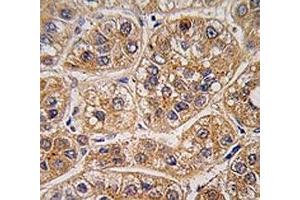 Immunohistochemistry (IHC) image for anti-Aldo-Keto Reductase Family 1, Member A1 (Aldehyde Reductase) (AKR1A1) (AA 293-325) antibody (ABIN3029900)