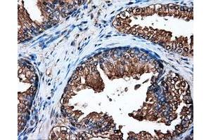 Immunohistochemical staining of paraffin-embedded pancreas tissue using anti-HSP90AA1mouse monoclonal antibody. (HSP90AA1 Antikörper)