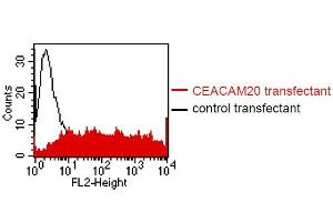 FACS analysis of BOSC23 cells using HT-12D8. (CEACAM20 Antikörper)