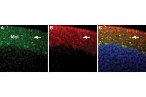 Expression of NCX3 in rat cerebellum - Immunohistochemical staining of immersion-fixed, free floating rat brain frozen sections using Anti-NCX3 (SLC8A3) Antibody (ABIN7043756, ABIN7044879 and ABIN7044880), (1:100). (SLC8A3 Antikörper  (3rd Intracellular Loop))