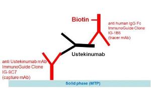 Image no. 1 for Ustekinumab Specific ELISA Kit (ABIN5608475) (Ustekinumab Specific ELISA Kit)