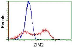 HEK293T cells transfected with either RC211188 overexpress plasmid (Red) or empty vector control plasmid (Blue) were immunostained by anti-ZIM2 antibody (ABIN2453802), and then analyzed by flow cytometry. (ZIM2 Antikörper  (AA 1-150, AA 428-527))
