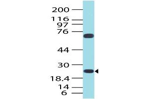 Image no. 1 for anti-Germinal Center Expressed Transcript 2 (GCET2) antibody (ABIN5026988) (GCET2 Antikörper)