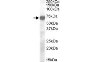KCNQ4 polyclonal antibody  (2 ug/mL) staining of human cerebellum lysate (35 ug protein in RIPA buffer). (KCNQ4 Antikörper)