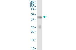 Immunoprecipitation of INPP1 transfected lysate using anti-INPP1 MaxPab rabbit polyclonal antibody and Protein A Magnetic Bead , and immunoblotted with INPP1 purified MaxPab mouse polyclonal antibody (B01P) . (INPP1 Antikörper  (AA 1-399))