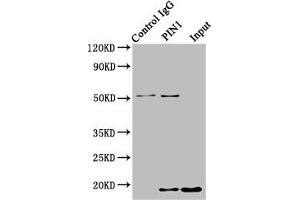 Immunoprecipitating PIN1 in HepG2 whole cell lysate Lane 1: Rabbit control IgG instead of ABIN7162851 in HepG2 whole cell lysate. (PIN1 Antikörper  (AA 1-163))