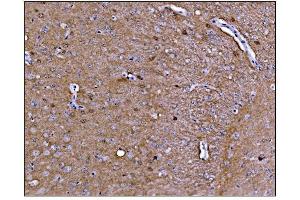 IHC analysis of CAMKIV/Camk4 using anti-CAMKIV/Camk4 antibody (ABIN7600419). (CAMK4 Antikörper  (AA 19-469))