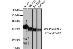 Western blot analysis of extracts of various cell lines, using Integrin alpha 5 (ITG/CD49e) antibody (ABIN6131552, ABIN6142564, ABIN6142565 and ABIN6221799) at 1:1000 dilution. (ITGA5 Antikörper  (AA 750-1000))