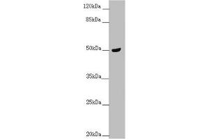 Western blot All lanes: TAMM41 antibody at 1. (TAM41 Antikörper  (AA 161-452))