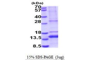 SDS-PAGE (SDS) image for Growth Differentiation Factor 11 (GDF11) (AA 299-407) protein (His tag) (ABIN5854158)