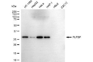 Western blotting analysis using PLPBP antibody (ABIN7800073). (PLPBP Antikörper)