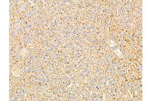 ABIN7094870 and ABIN7098922 at 1/100 staining Rat liver tissue by IHC-P.