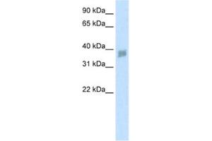 Western Blotting (WB) image for anti-Small Nuclear RNA Activating Complex, Polypeptide 3, 50kDa (SNAPC3) antibody (ABIN2460881)