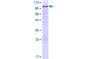 CASS4 Protein (AA 1-672) (GST tag)