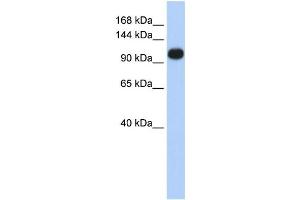 Western Blotting (WB) image for anti-ATPase, Ca++ Transporting, Ubiquitous (ATP2A3) antibody (ABIN2459032) (ATP2A3 Antikörper)