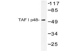 Western blot (WB) analyzes of TAF I p48 antibody in extracts from HeLa cells. (SET/TAF-I Antikörper)